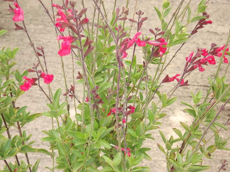 Sauge - SALVIA 'Flammen' - Arbuste