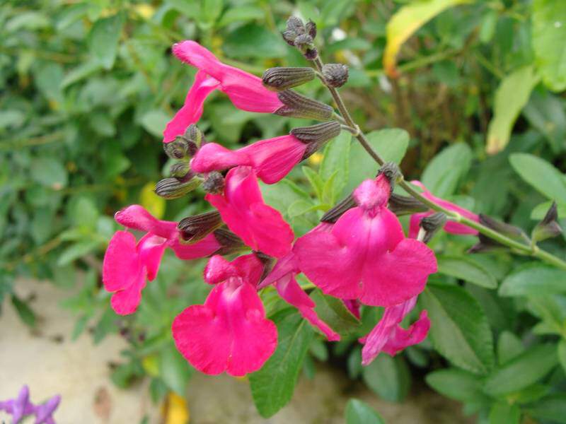 Sauge rose - SALVIA 'Pink Blush' - Arbuste