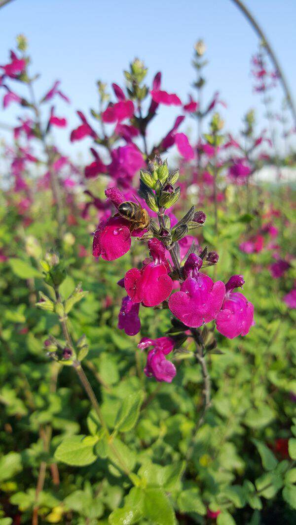 Sauge - SALVIA 'Porthos' - Arbuste