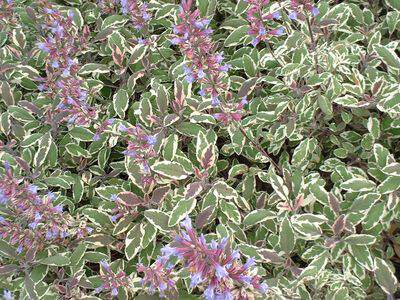 Sauge - SALVIA officinalis 'Tricolor' - Arbuste