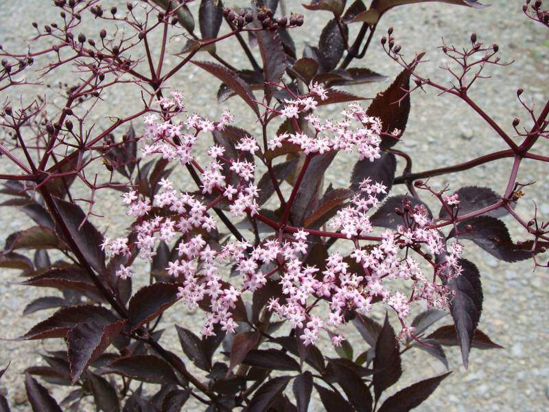 Sureau - SAMBUCUS nigra 'Black Beauty' - Arbuste