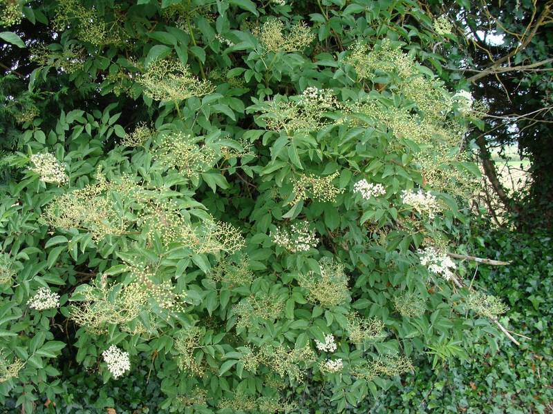 Sureau - SAMBUCUS nigra - Arbuste