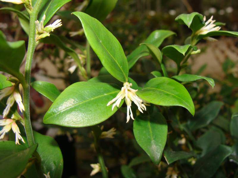 Sarcococca - SARCOCOCCA hookeriana - Arbuste