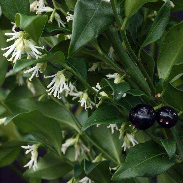 Sarcococca - SARCOCOCCA confusa - Arbuste