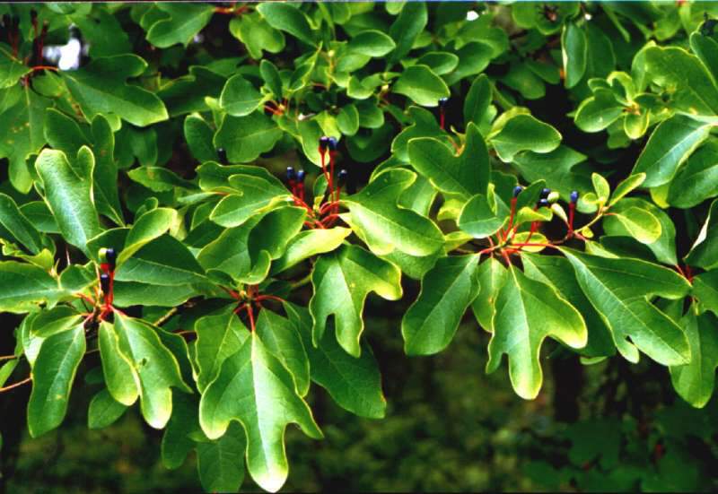 Laurier des Iroquois - SASSAFRAS albidum - Arbre