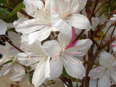 Azalée japonaise - AZALEA japonica 'Satrap' - Arbuste