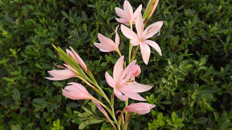 Lis des Cafres - SCHIZOSTYLIS coccinea Rose - Vivace