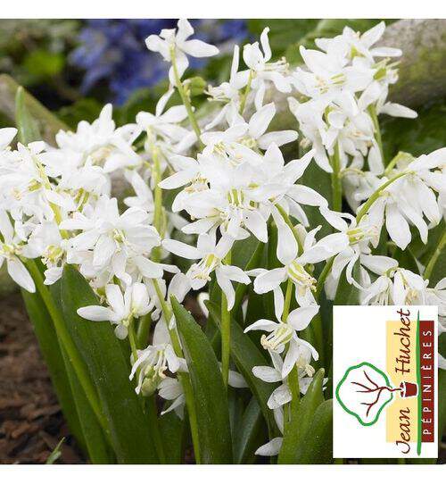 Scille de Sibérie - SCILLA sibirica 'Alba' -lot de 10- - Bulbe