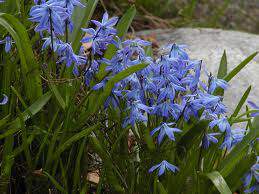 SCILLA 'Sibirica'.jpg