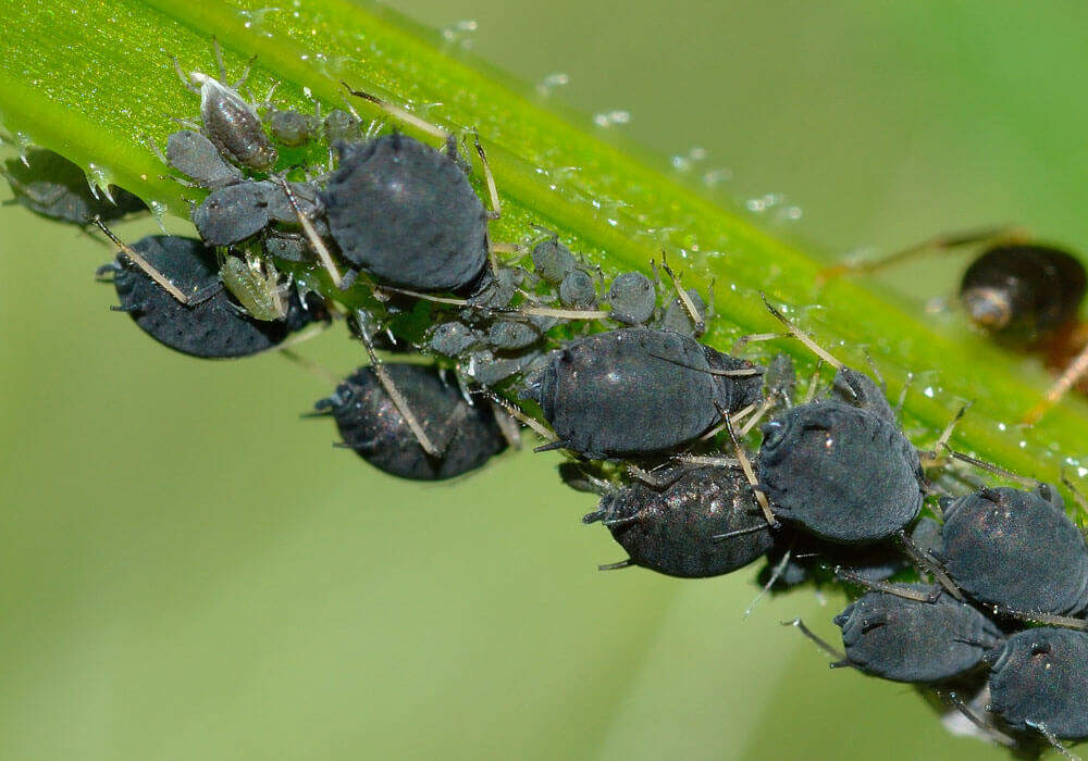 Utilisation des nématodes au jardin contre les ravageurs : tout savoir