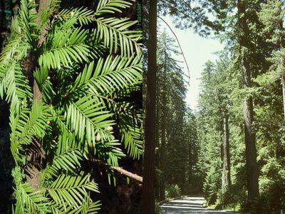 Séquoia - SEQUOIA sempervirens - Conifère