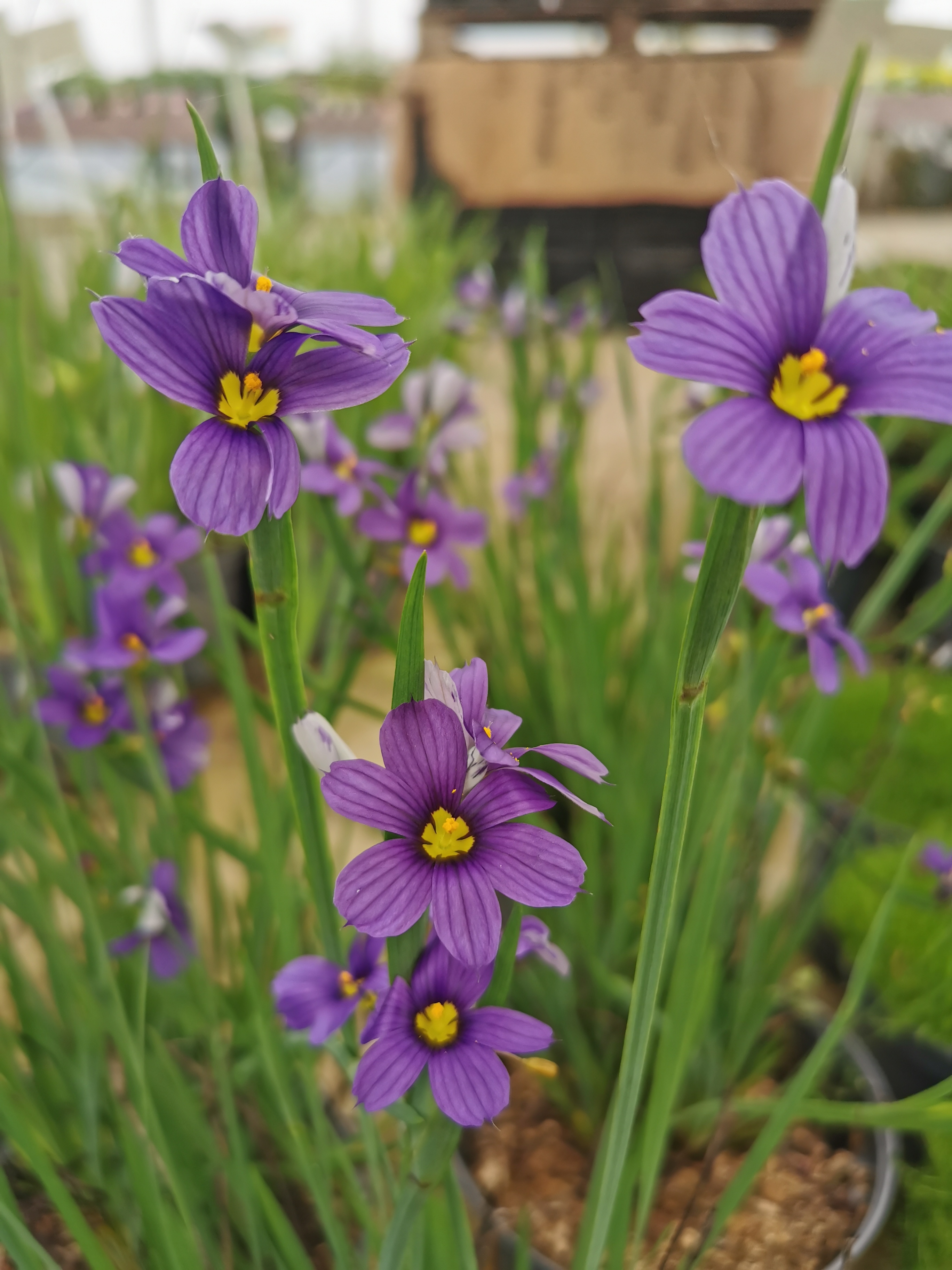Bermudienne - SISYRINCHIUM angustifolium - Vivace