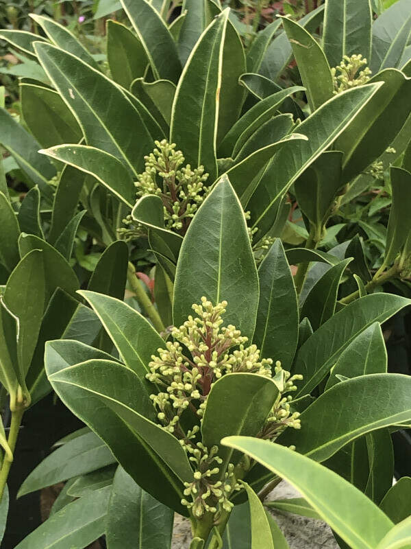 Skimmia du japon - SKIMMIA japonica 'Kew green' - Arbuste