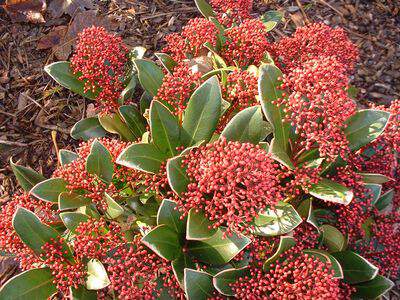 SKIMMIA