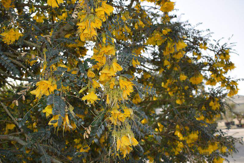 SUN KING 'Hilsop' - SOPHORA microphylla 'Sun King®' - Arbuste