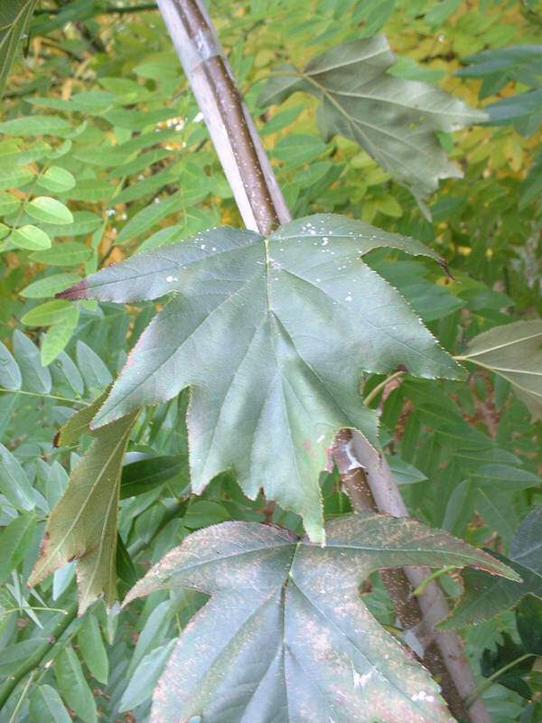 Alisier - SORBUS torminalis - Arbre