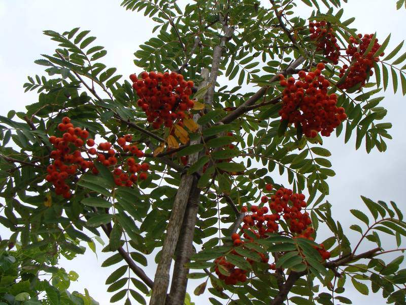 Sorbier des oiseleurs - SORBUS aucuparia - Arbre