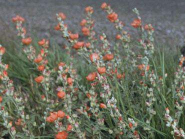 Spharealcea - SPHAERALCEA munroana - Arbuste