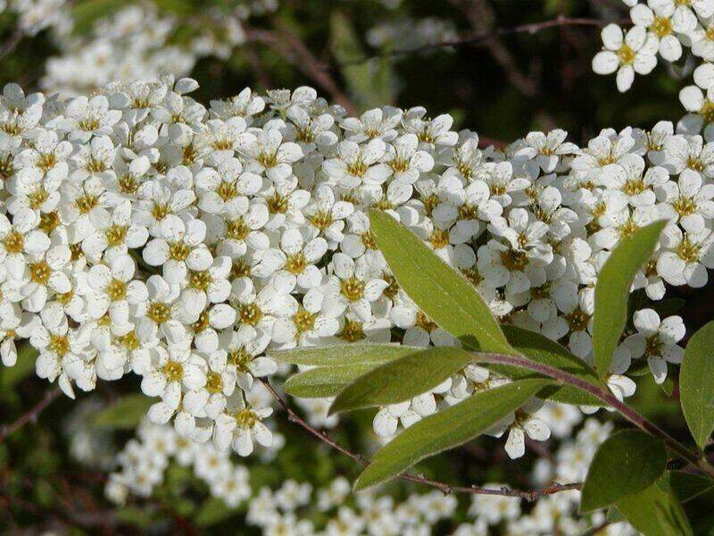 Spirée dentelée - SPIRAEA cinerea 'Grefsheim' - Arbuste