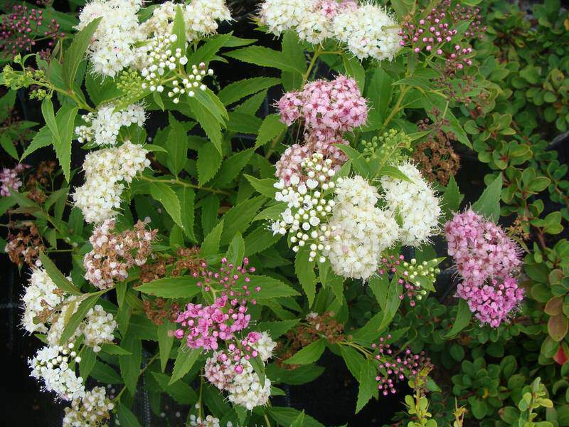 Spirée japonaise rose et blanche - SPIRAEA japonica 'Shirobana' - Arbuste