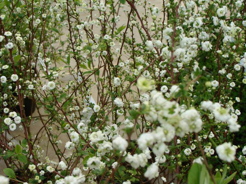 Spirée de printemps - SPIREE prunifolia - Arbuste
