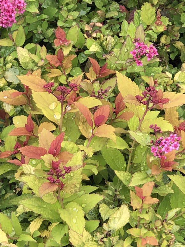 Spirée du Japon - SPIRAEA japonica 'Magic Carpet®' - Arbuste