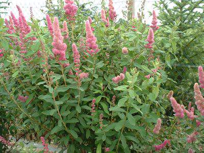 Spirée d'été rose - SPIRAEA billardii - Arbuste