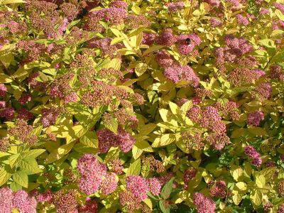 Spirée japonaise dorée - SPIRAEA japonica 'Gold flame' - Arbuste