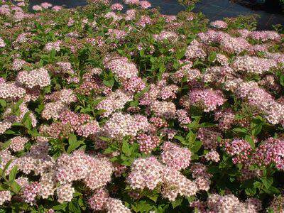 Spirée japonaise rose naine - SPIRAEA japonica 'Little princess' - Arbuste