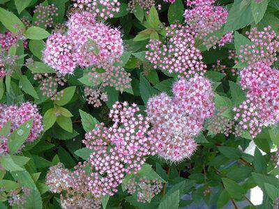 Spirée japonaise rose naine - SPIRAEA japonica 'Manon' - Arbuste