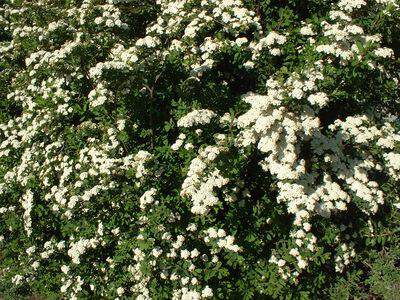 Spirée de printemps 'Snow mound' - SPIREE nipponica 'Snow mound' - Arbuste