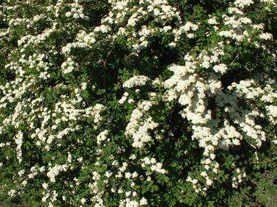 Spirée de printemps 'Snow mound' - SPIRAEA nipponica 'Snow mound' - Arbuste