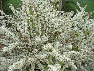 Spirée de printemps - SPIRAEA thunbergii - Arbuste