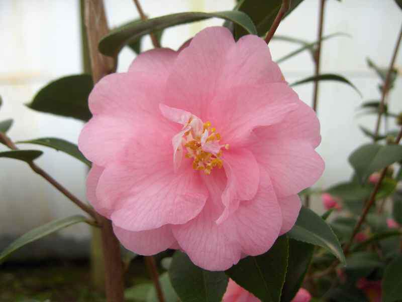 CAMELLIA 'spring festival'