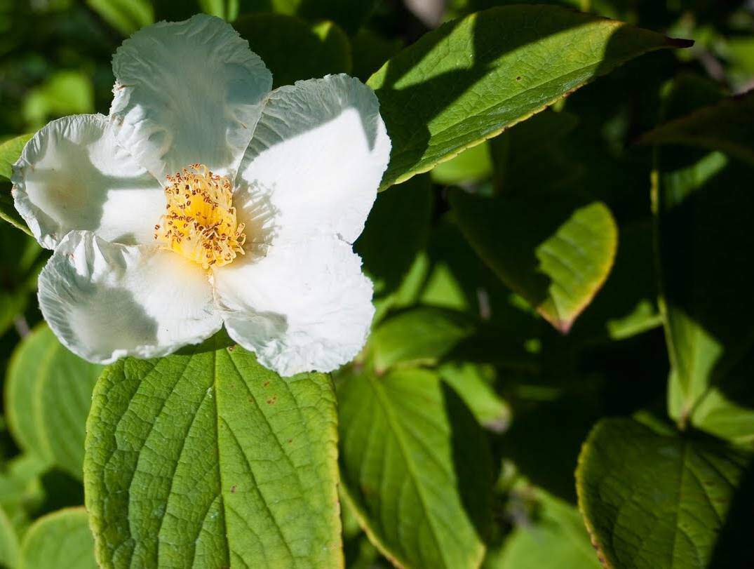 Stewartia faux camelia - STEWARTIA pseudocamellia - Arbuste