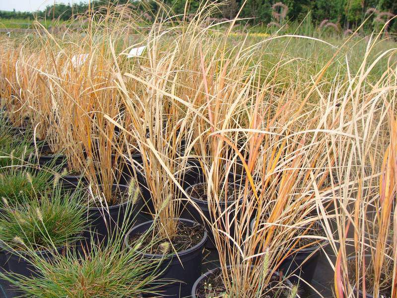 Stipa - STIPA arundinacea - Graminées