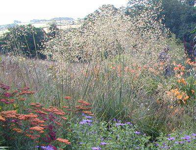 Avoine géante - STIPA gigantea - Graminées