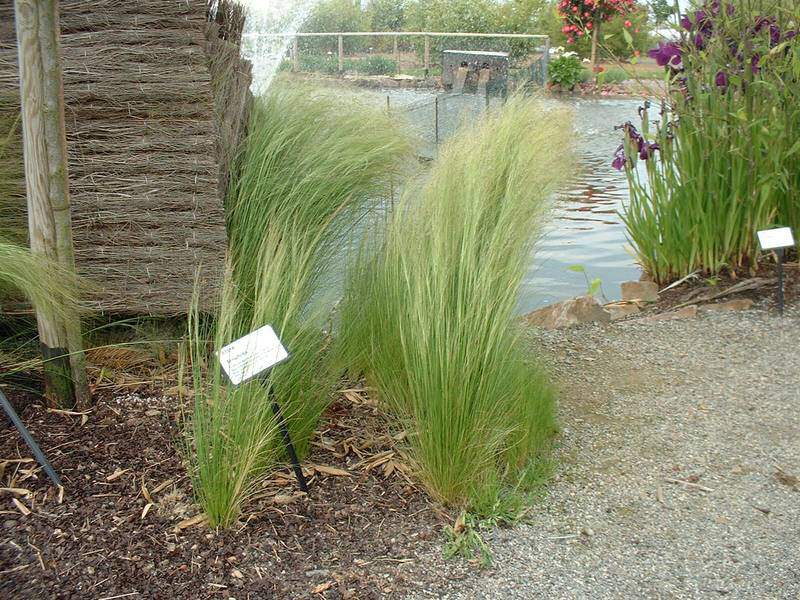 Cheveux d'ange - STIPA tenuifolia - Graminées