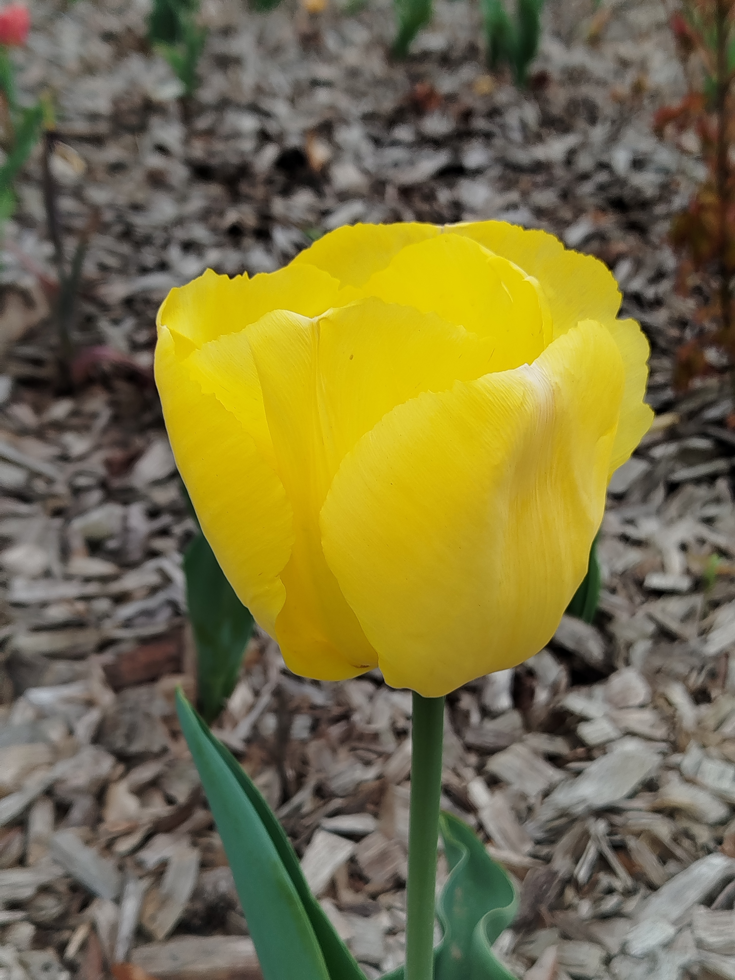 Tulipe - Tulipes triomphes 'Strong Gold' - Bulbe