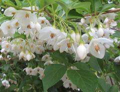 STYRAX Japonica