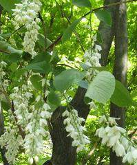 STYRAX Obassia