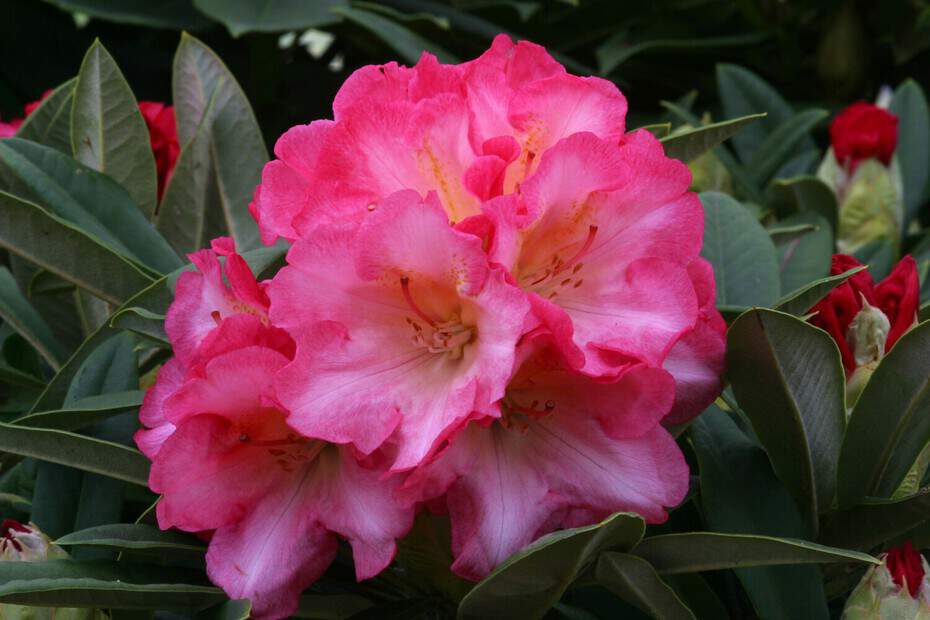 Rhododendron - Arbre à roses - RHODODENDRON yakushimanum 'Surrey Heath' - Terre de bruyère