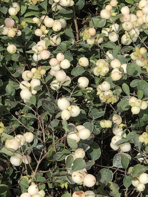 Symphorine - SYMPHORICARPOS  'Magical® Galaxy' - Arbuste