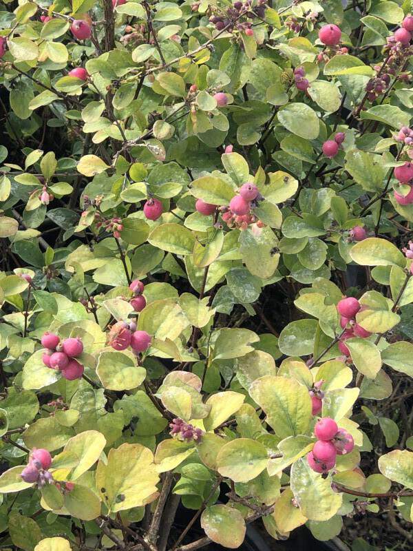 Symphorine - SYMPHORICARPOS  'Magical® Temptation' - Arbuste