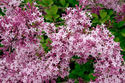 Lilas commun - SYRINGA microphylla 'Red Pixie' - Arbuste