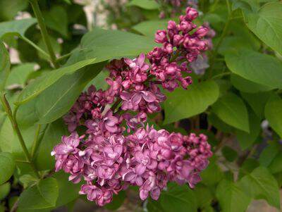 Lilas - SYRINGA vulgaris 'Charles Joly' - Arbuste