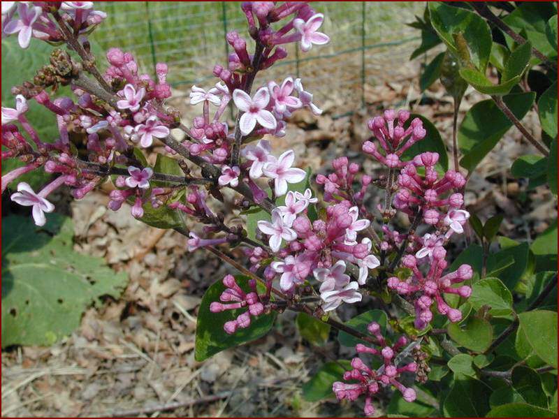 Lilas de Chine - SYRINGA 'Josee' - Arbuste