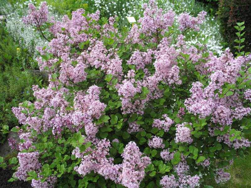 Lilas  - SYRINGA meyeri 'Palibin' - Arbuste