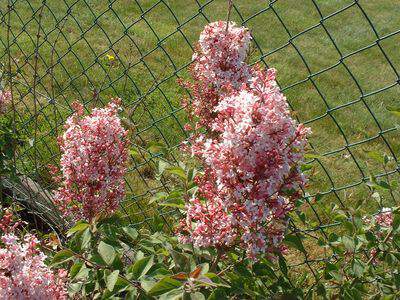 Lilas - SYRINGA microphylla 'Superba' - Arbuste