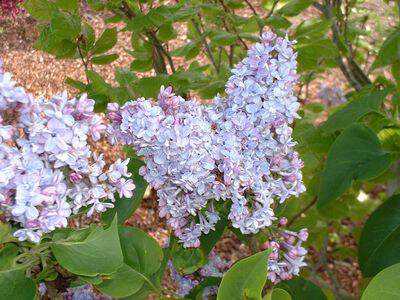 Lilas - SYRINGA vulgaris 'President Grevy' - Arbuste